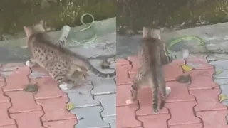 ‘Cat vs Snake’: Viral Video Of Unique Showdown Leaves Internet Intrigued